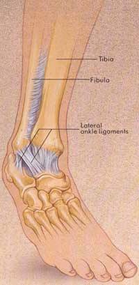 Diagram of the Ankle Showing Lateral Ankle Ligaments
