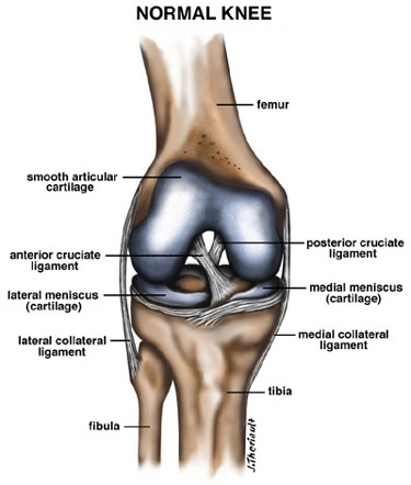 Anatomy of a Normal Knee Joint