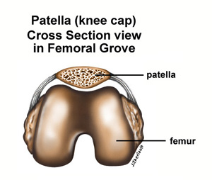 Cross Section Diagram of the Knee Cap, or Patella, in Femoral Grove