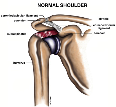 Diagram of a Normal Shoulder